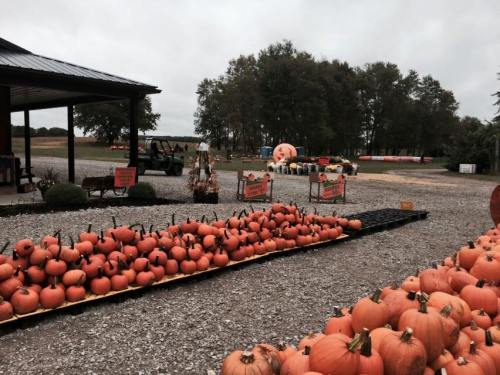 A pumpkin patch with rows of pumpkins for sale, a tractor in the background, and trees lining the field.