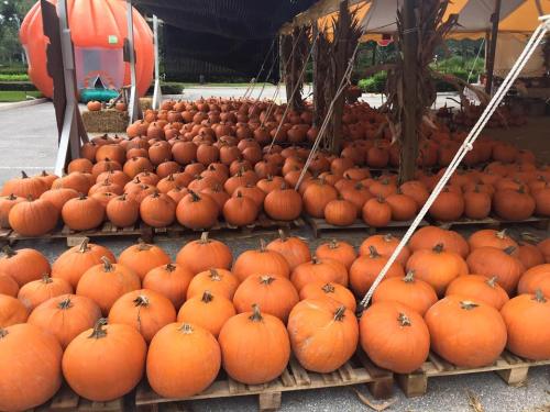 A large display of orange pumpkins arranged on wooden pallets under a tent at a pumpkin patch.