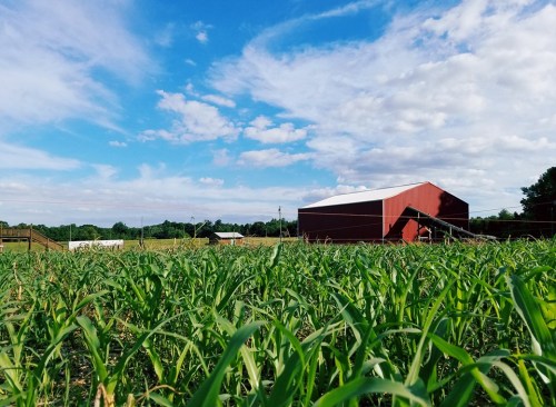 A lush green field of corn stretches towards a red barn under a bright blue sky with scattered clouds.