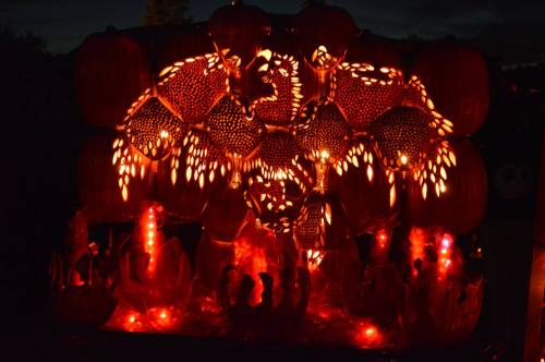 A vibrant display of intricately carved pumpkins illuminated with orange and red lights against a dark background.