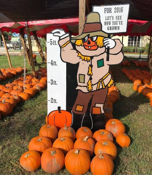 A colorful scarecrow sign next to pumpkins, measuring height with markers for 2 to 5 feet, under a tent.