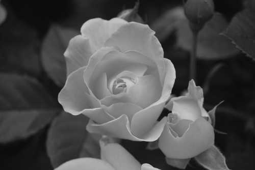 A close-up of a white rose in black and white, surrounded by green leaves and budding flowers.