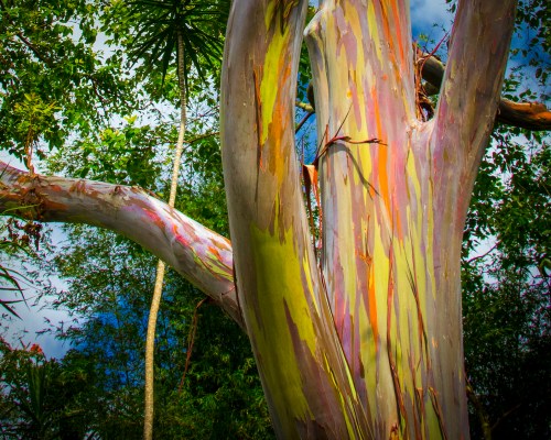 Close-up of a colorful eucalyptus tree trunk, showcasing vibrant green, orange, and purple bark against a lush background.