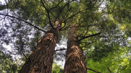 Two tall trees with textured bark, viewed from below, reaching towards a bright sky through lush green foliage.