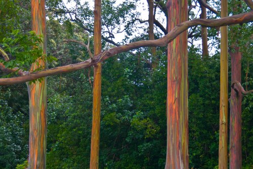 Colorful eucalyptus trees with smooth, multicolored bark stand among lush green foliage.