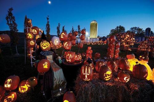 A festive display of intricately carved pumpkins glowing at dusk, with a witch figure among them in a pumpkin patch.