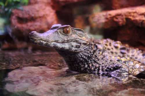 SeaQuest Is A Unique Aquarium In Layton, Utah