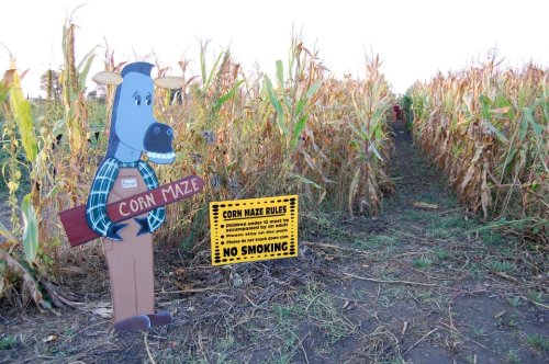 A cartoon cow stands by a corn maze entrance, with a sign displaying maze rules and a no smoking notice.