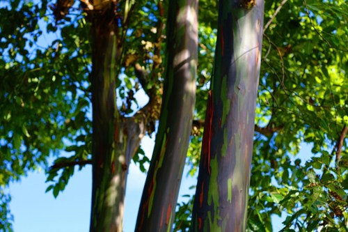 Colorful eucalyptus tree trunks with green leaves against a clear blue sky.