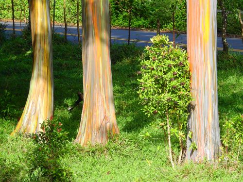 Colorful eucalyptus trees with vibrant bark stand beside a small green shrub in a lush grassy area.