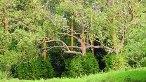 A lush green landscape featuring tall trees with broad branches and vibrant foliage in a natural setting.