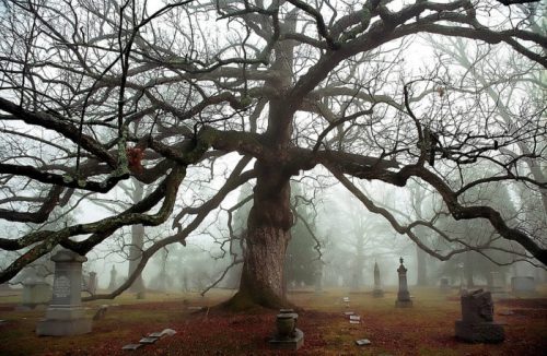A large, gnarled tree stands in a foggy cemetery, surrounded by gravestones and a mysterious atmosphere.