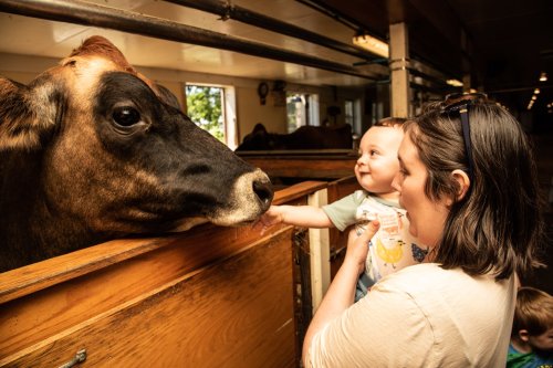 A woman and a baby interact with a cow in a barn, smiling and enjoying the moment together.