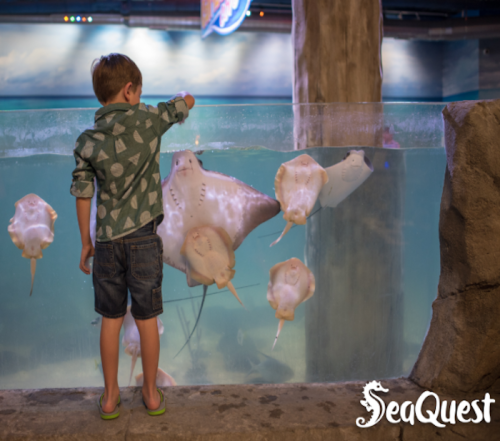 SeaQuest Is A Unique Aquarium In Layton, Utah