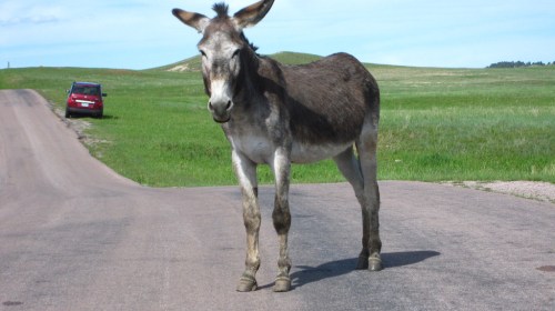 A donkey stands on a road with green fields in the background and a red car parked nearby.