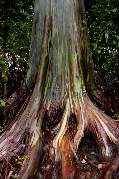 Colorful bark of a tree with smooth, multicolored patterns and exposed roots in a lush green forest setting.