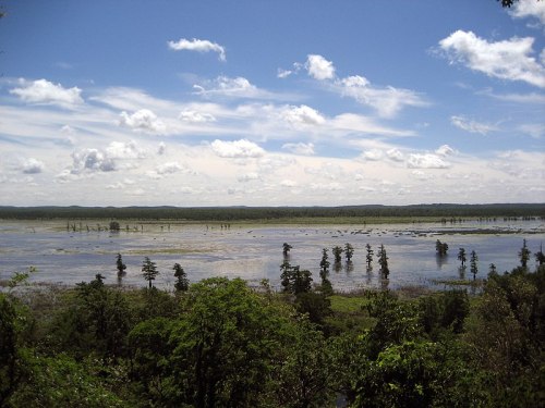 A serene landscape featuring a vast wetland with scattered trees under a bright blue sky and fluffy white clouds.