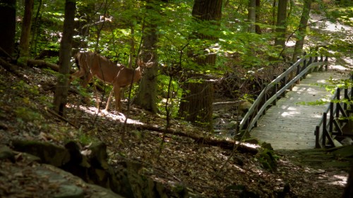 A deer stands in a forested area near a wooden bridge, surrounded by lush green trees and fallen leaves.