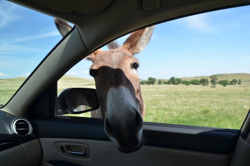 A close-up of a curious horse peering into a car window, with a grassy landscape in the background.