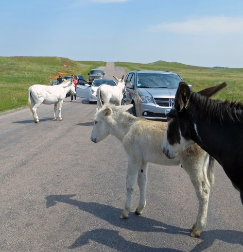 Two donkeys and a horse on a road, with parked cars and people nearby in a grassy landscape.