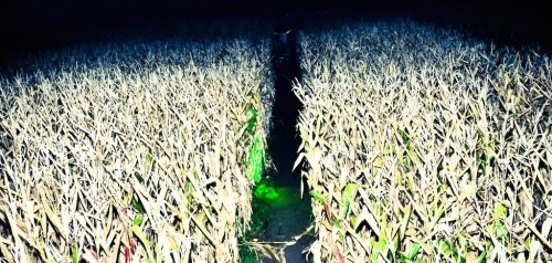 A dimly lit cornfield with tall, dry stalks and a narrow path illuminated by green light.