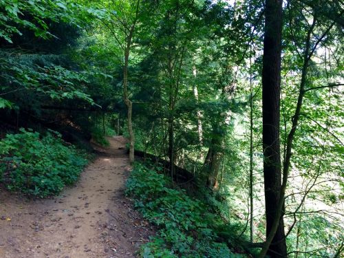 A winding dirt path through a lush green forest, surrounded by tall trees and dense foliage.