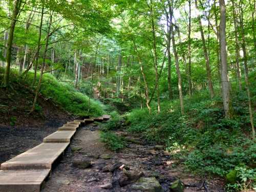 A wooden pathway winds through a lush green forest, alongside a small stream and rocky terrain.