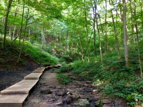 A wooden pathway winds through a lush green forest, alongside a small stream and rocky terrain.