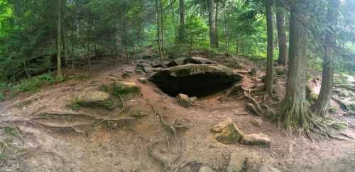 A rocky cave entrance surrounded by trees and roots in a lush forest setting.