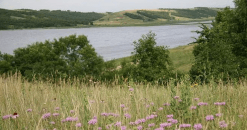 A serene landscape featuring a river, rolling hills, and wildflowers in a grassy field under a clear sky.
