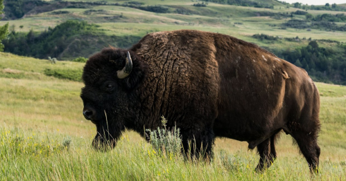 A large bison grazing in a grassy field with rolling hills in the background.
