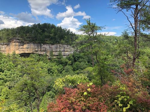 Lush green forest with rocky cliffs under a blue sky with scattered clouds. Vibrant foliage in the foreground.