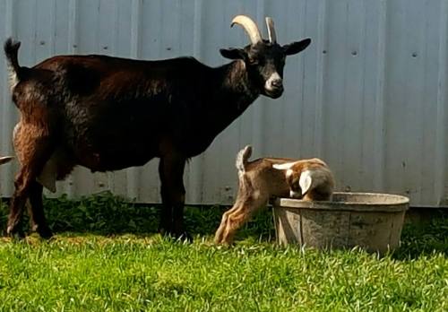 A black goat stands beside a small brown and white kid drinking from a bucket in a grassy area.