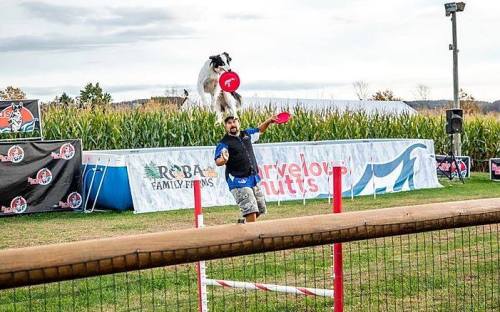 A dog leaps to catch a frisbee mid-air while a person throws it in a grassy field with banners in the background.