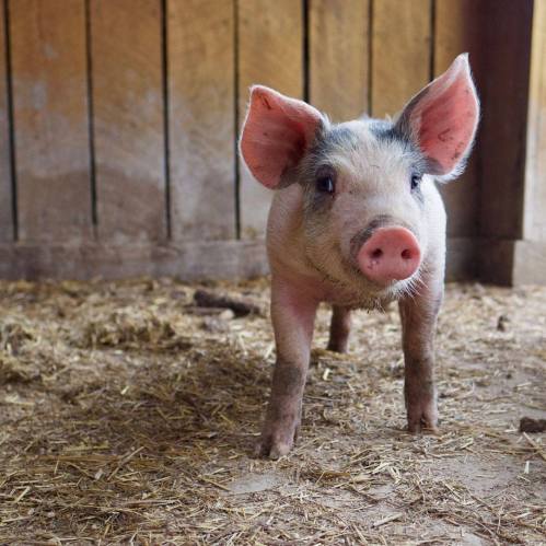 A cute piglet stands in a barn, surrounded by straw, looking curiously at the camera.
