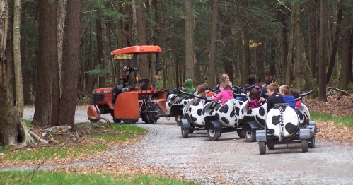 A tractor pulls a line of children in cow-themed carts along a gravel path in a wooded area.