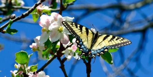 A vibrant butterfly perched on a branch with pink flowers against a clear blue sky.