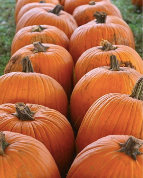 A row of bright orange pumpkins with textured skin, arranged neatly on a grassy surface.