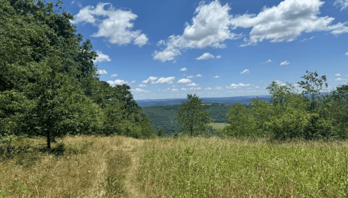 A scenic view of rolling hills and valleys under a blue sky with fluffy clouds, framed by trees and tall grass.