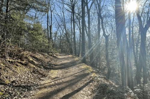 A sunlit forest path winding through trees, with sunlight streaming through branches on a clear day.