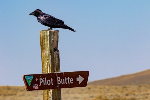 A raven perched on a wooden sign pointing to Pilot Butte against a clear blue sky.