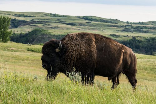 A bison grazing in a grassy field with rolling hills in the background under a cloudy sky.