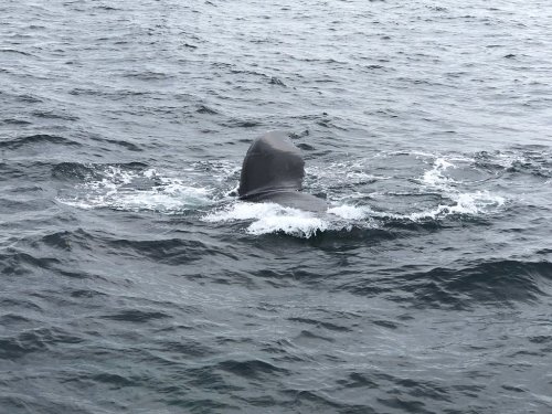 A whale's tail emerges from the water, creating ripples in the ocean surface.