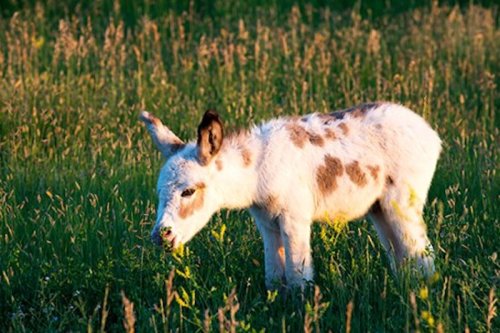 A small, spotted donkey grazing in a lush green field under soft sunlight.