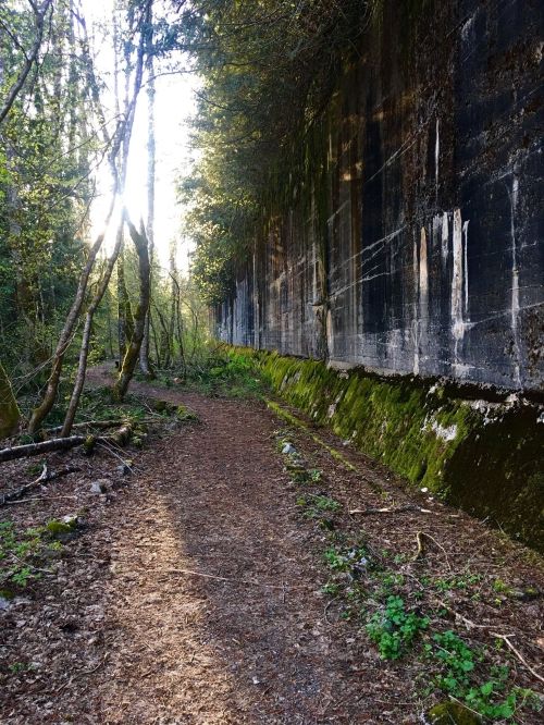 A narrow path through a forest, lined by a moss-covered wall, with sunlight filtering through the trees.