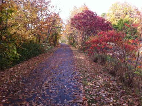 A peaceful path lined with colorful autumn trees and fallen leaves, creating a serene fall landscape.