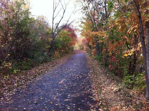 A peaceful, tree-lined path covered in autumn leaves, surrounded by colorful foliage.