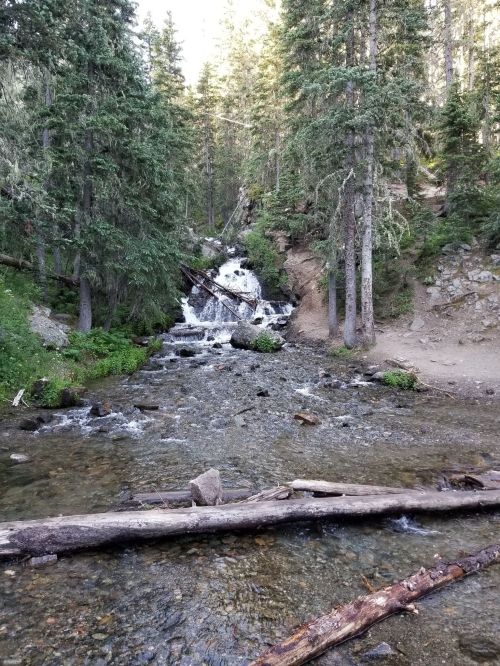 A serene forest scene featuring a small waterfall cascading into a clear stream, surrounded by tall trees and rocks.
