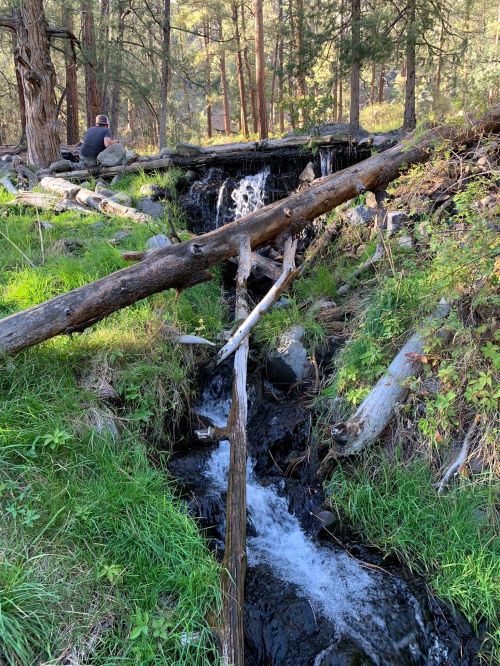 A serene forest scene with a small waterfall, fallen logs, and lush green grass. A person sits nearby, enjoying nature.