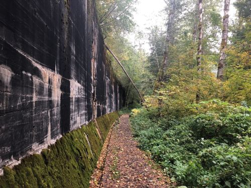 A narrow path lined with moss and trees, next to a tall, weathered wall in a lush, green forest.